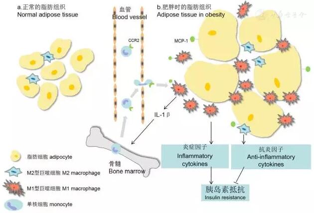 卵巢癌免疫治疗新靶点被发现