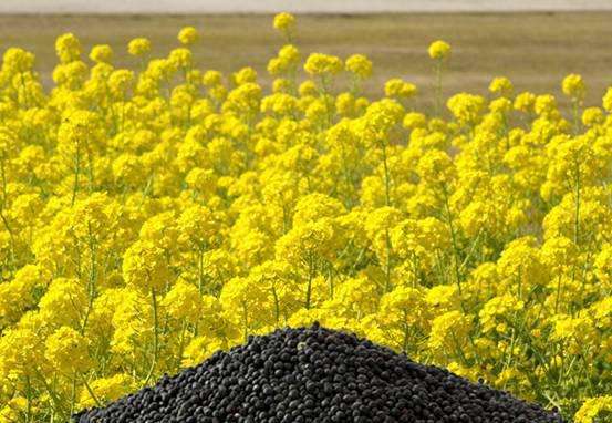 1月14日菜籽油期货持仓龙虎榜分析：多方离场情绪强于空方
