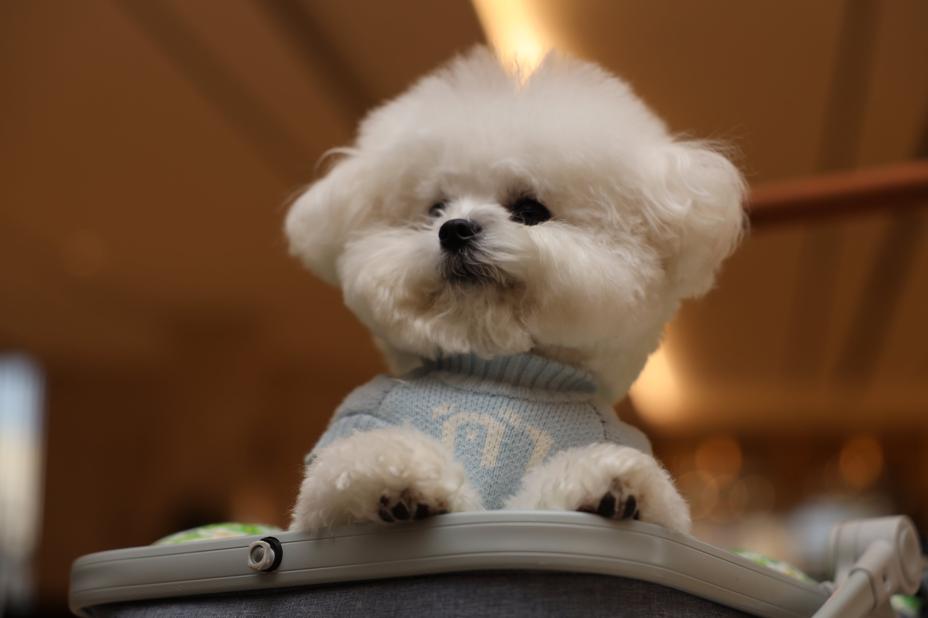 从“毛孩子运动会”到“长耳朵的车队” 滴滴开放日聚焦宠物出行