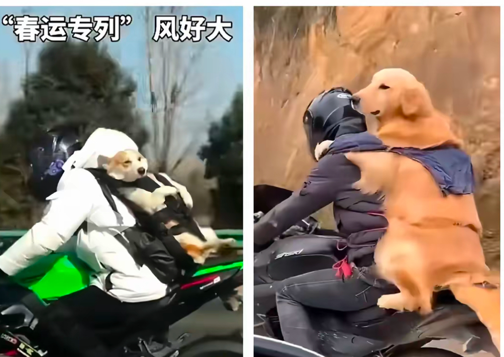 从“毛孩子运动会”到“长耳朵的车队” 滴滴开放日聚焦宠物出行