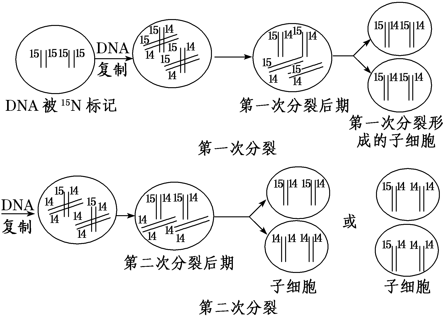 60MB生物医学图像存入DNA！我国DNA信息存储技术取得新突破