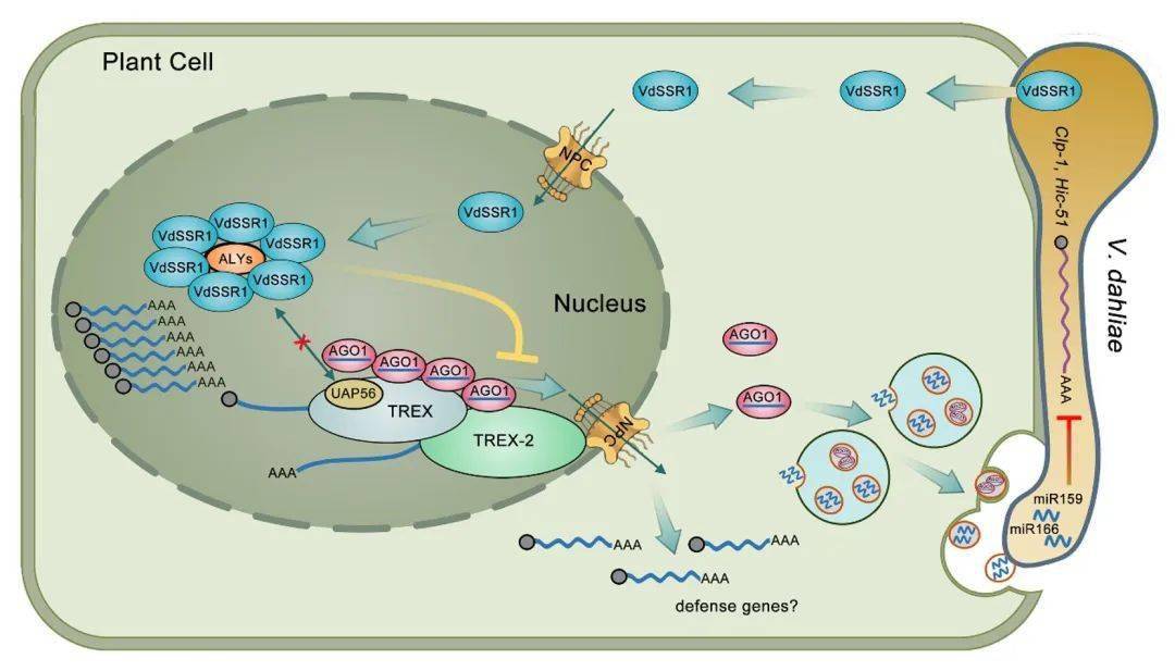 新研究揭示主动脉夹层发病分子机制