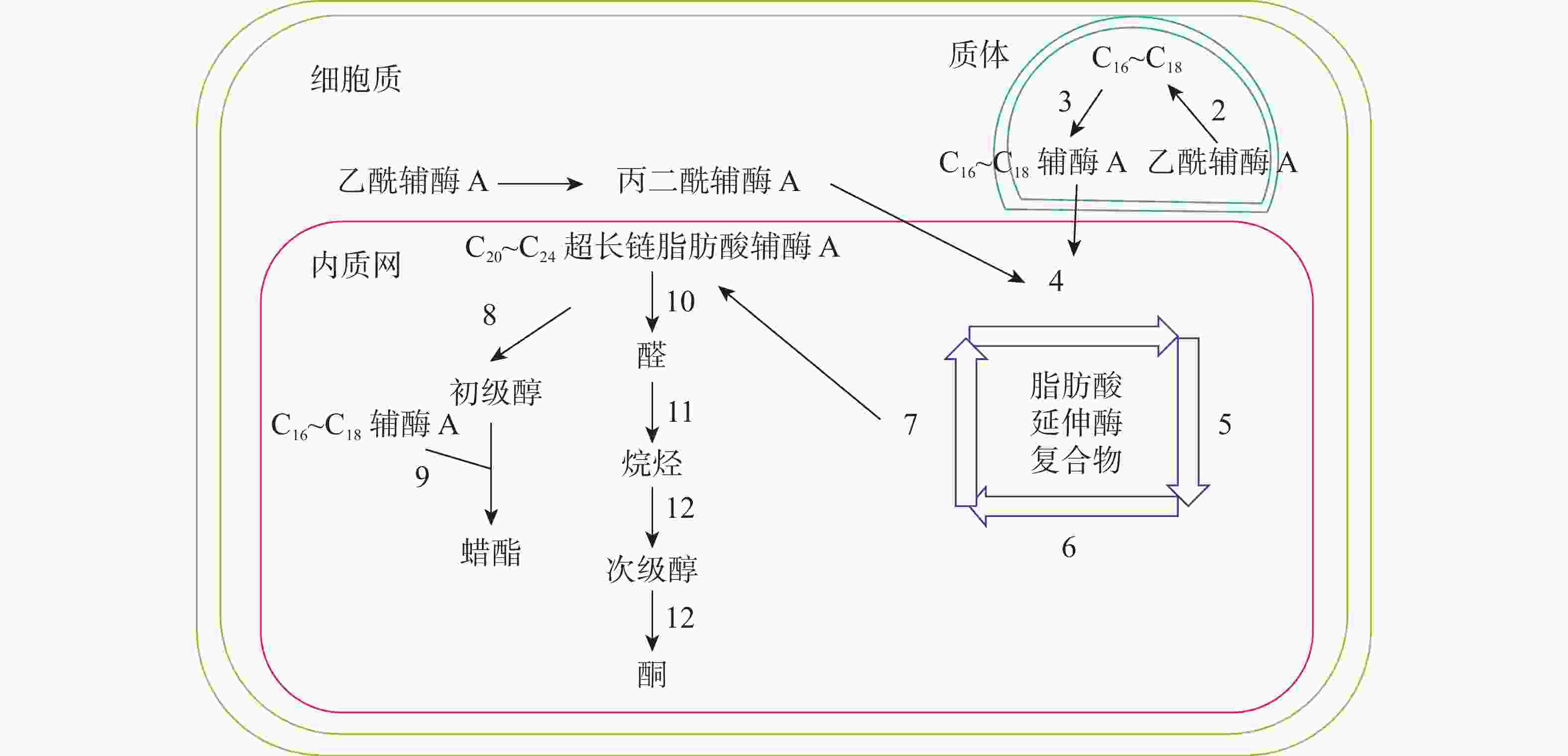 新研究揭示主动脉夹层发病分子机制