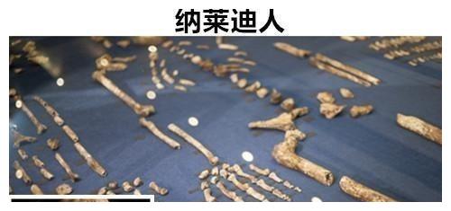 科学家揭秘蚂蚁在恐龙时代的组织架构
