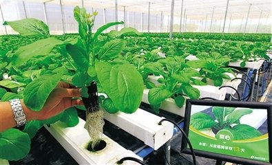 农业十大领域建立全国科学数据观测网络