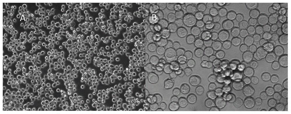 纳微科技获得发明专利授权：“一种质粒DNA工业化分离纯化方法及其应用”
