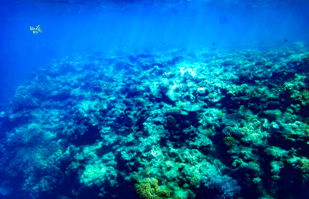 大堡礁珊瑚减少幅度之大创监测39年来纪录