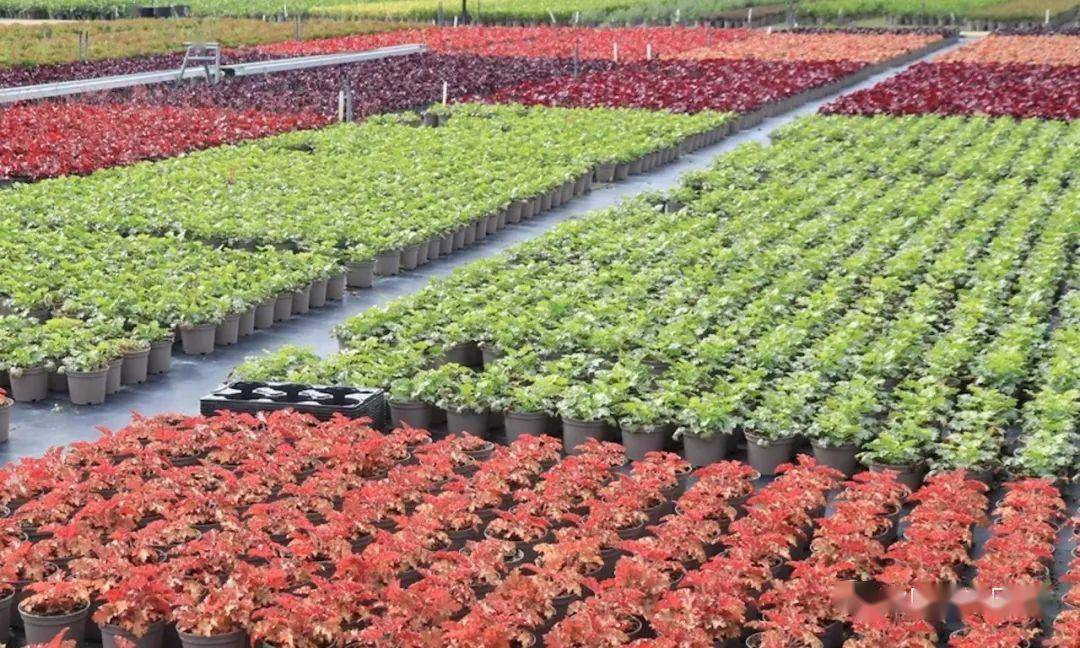 越南木材及木制品与海产品对美出口面临重大挑战