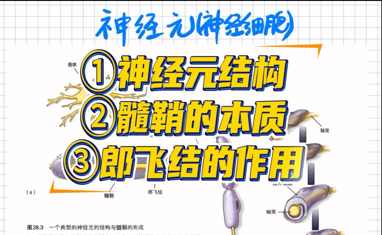 研究发现促进脑内髓鞘生成的生物学机制