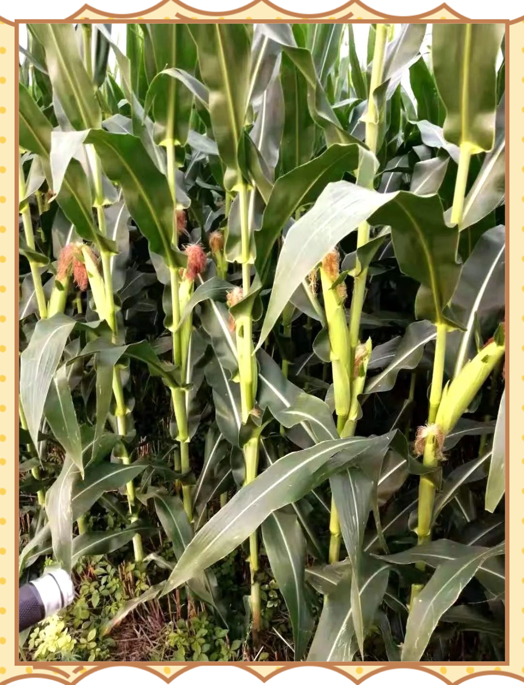 新疆玉米密植技术破高产纪录，现存玉米相关企业超8.5万家