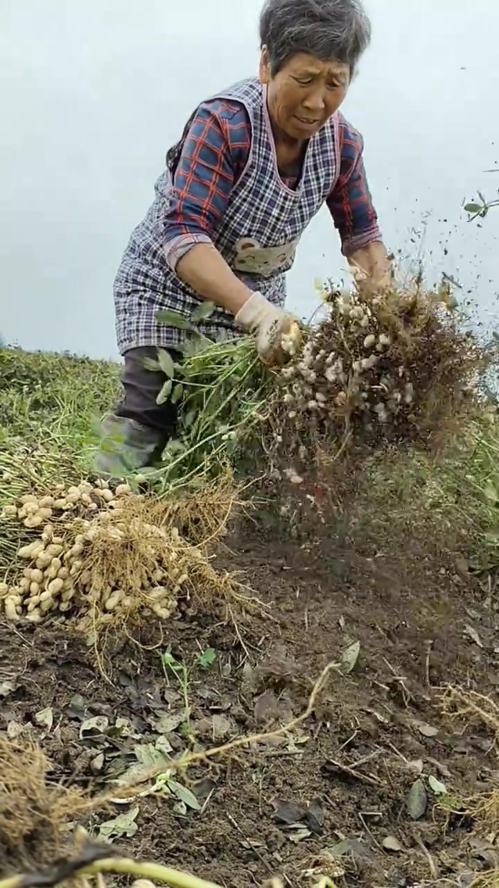 东达尔富尔州即将进入花生收获期