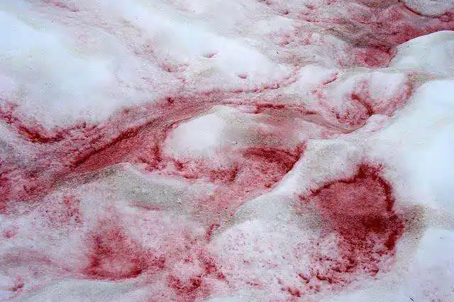 粉尘也能“施肥”？科研人员揭秘其对气候影响之谜