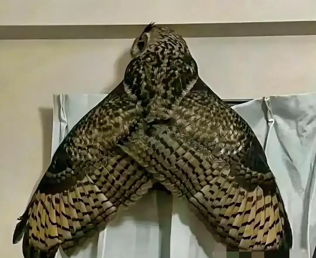 广东发现新物种“佛山掌突蟾”