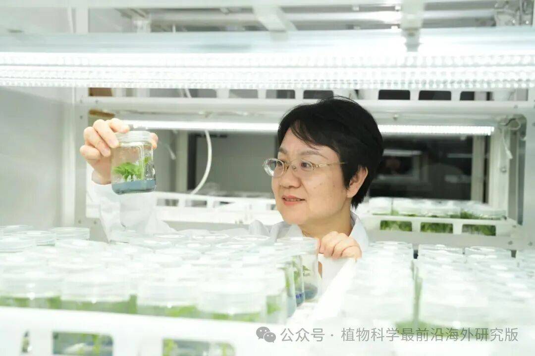 我国科学家揭示远缘花粉与雌蕊柱头的识别机制