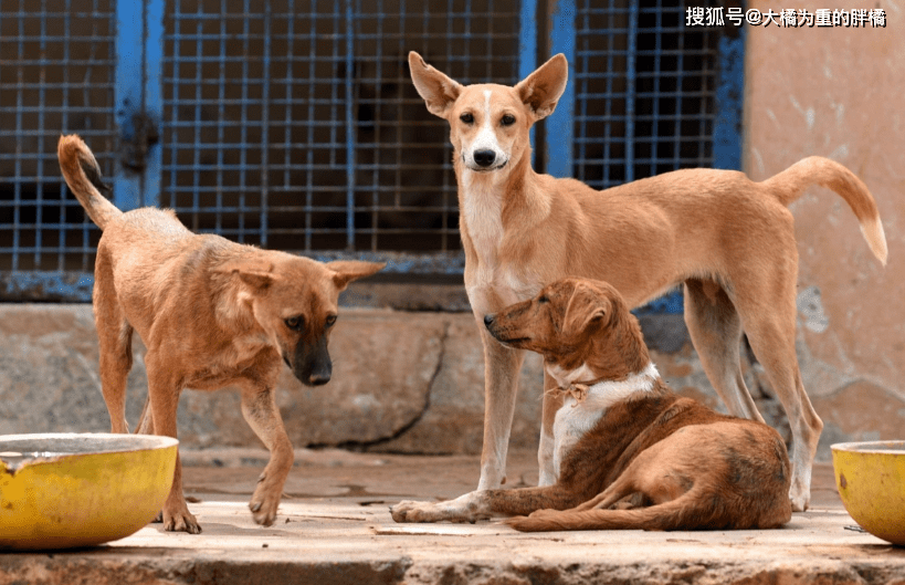 加纳拟重启特马炼油厂