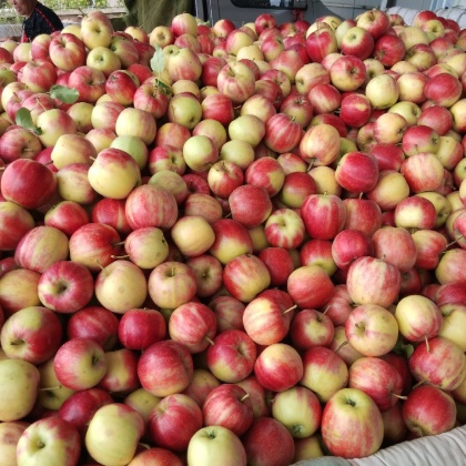 我国科研人员研发出苹果产地溯源新技术