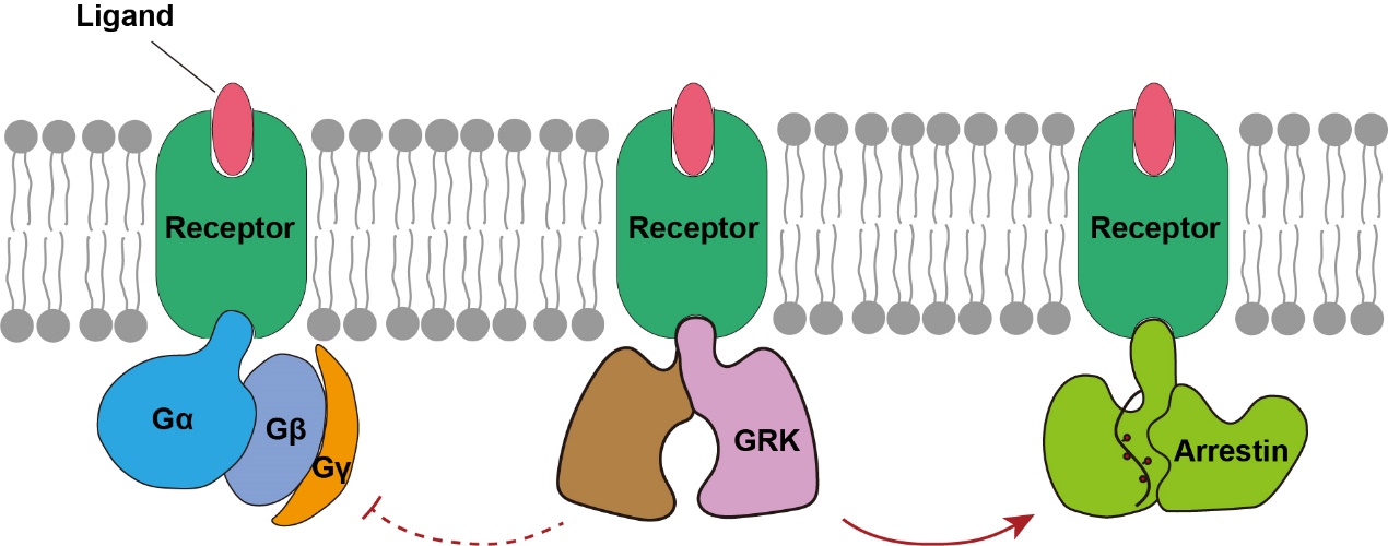 《自然》网站刊发两项研究证实降糖新药疗效和安全性