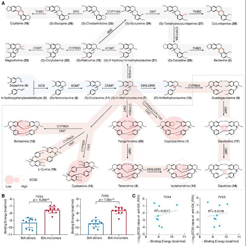 《自然》网站刊发两项研究证实降糖新药疗效和安全性
