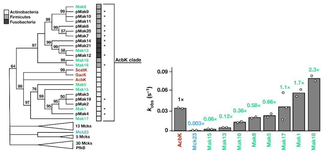 《自然》网站刊发两项研究证实降糖新药疗效和安全性