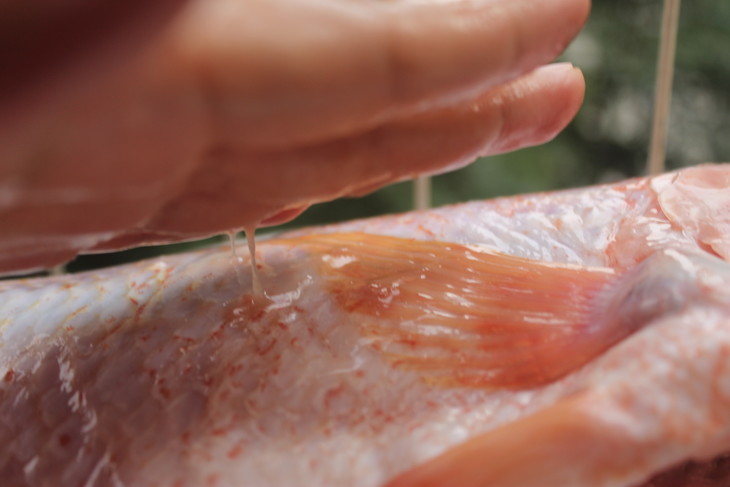 我国科研团队培育出“无肌间刺”银鲫