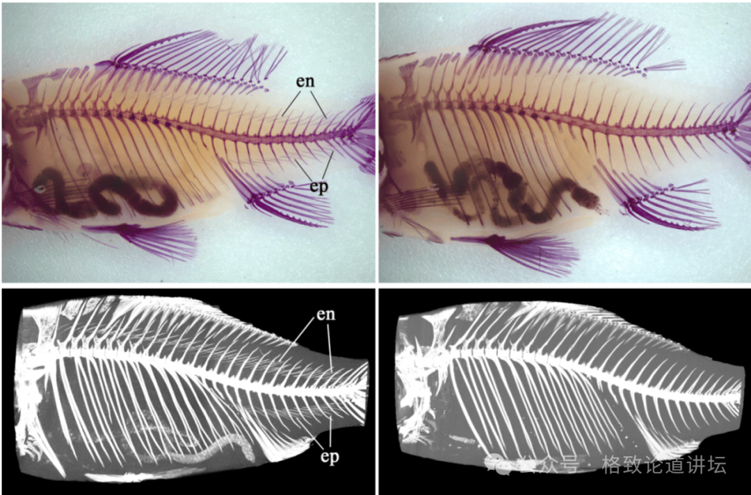 我国科研团队培育出“无肌间刺”银鲫