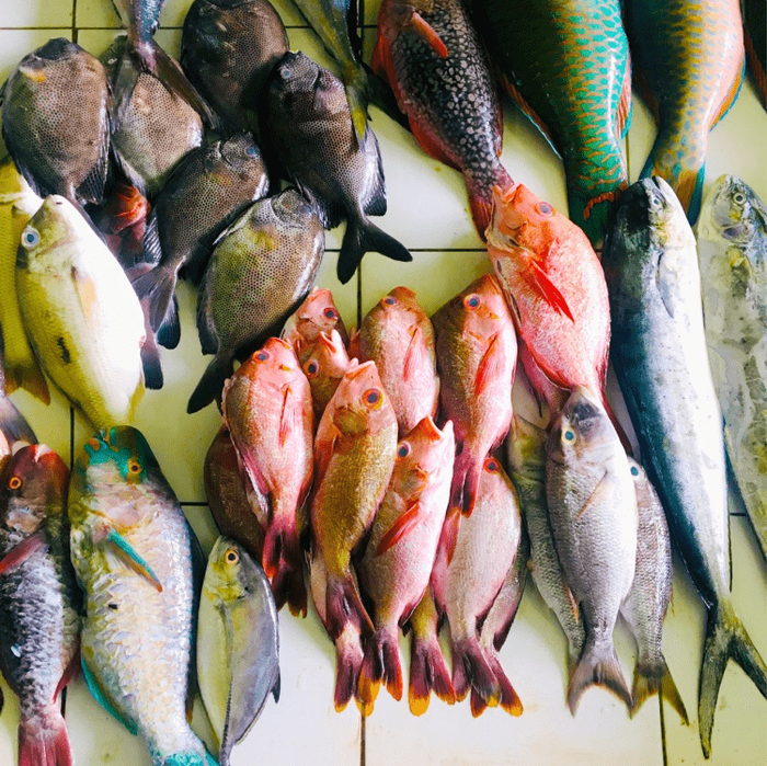 苏丹动物和渔业资源部计划推动重建项目