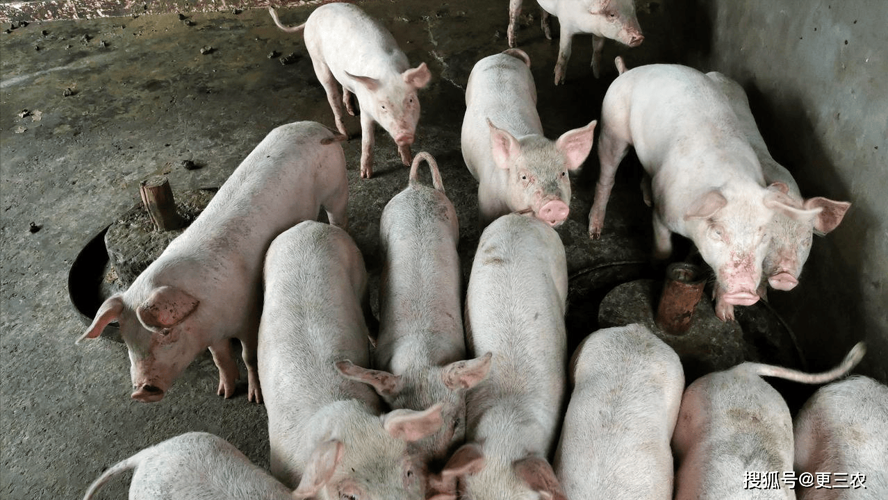 天康生物：若羌项目2025年预计出栏超150万头