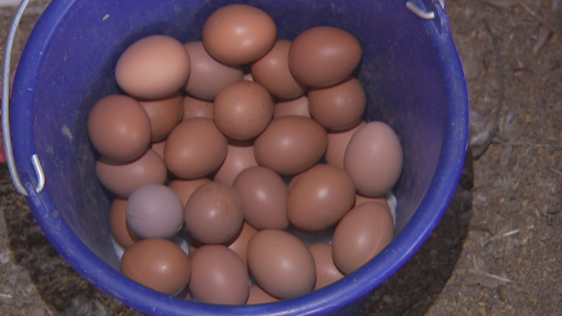 益生股份：引种计划因禽流感暂停