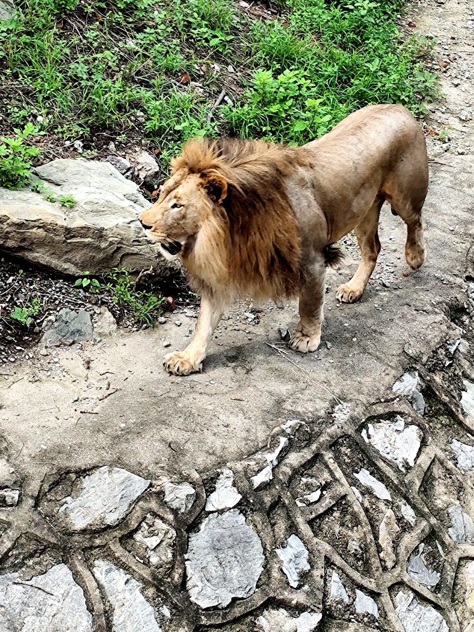 河南殷墟王陵区发现中国迄今最早“野生动物园”