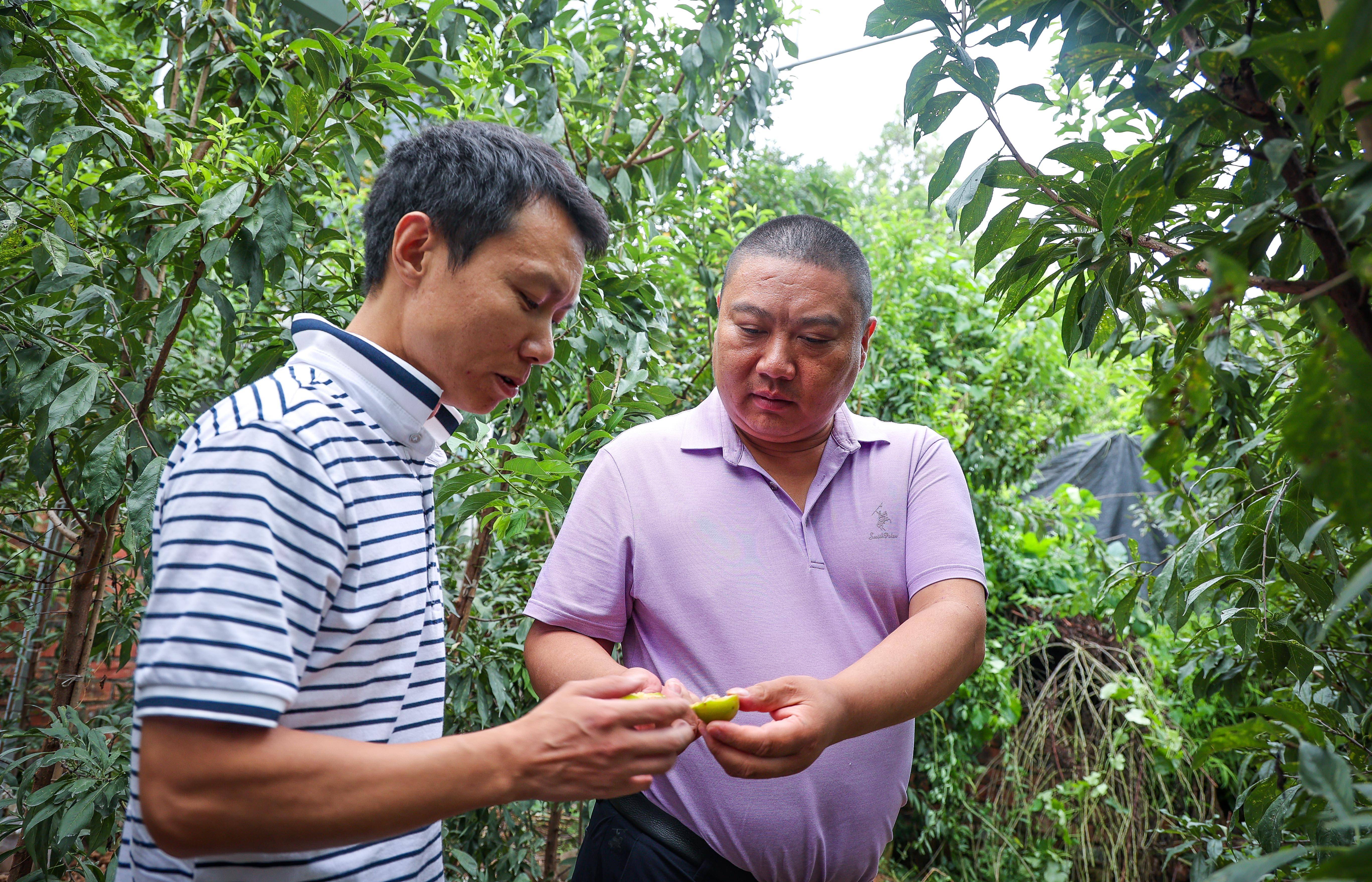 李子园：关于“李子转债”预计触发转股价格修正条件的提示性公告