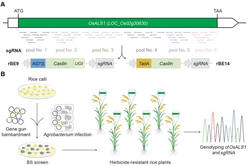 科学家发现水稻基因可“合力”抗旱