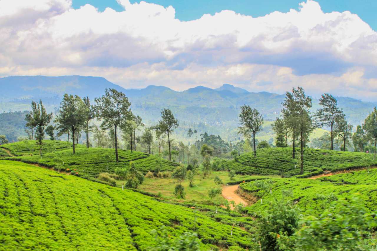 斯里兰卡马纳尔50兆瓦风电项目正式启动 可再生能源发展超预期推进