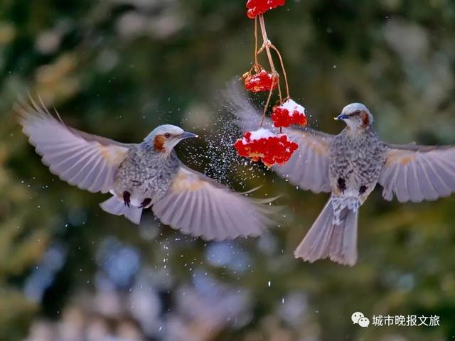 立方风控鸟·晚报（1月28日）