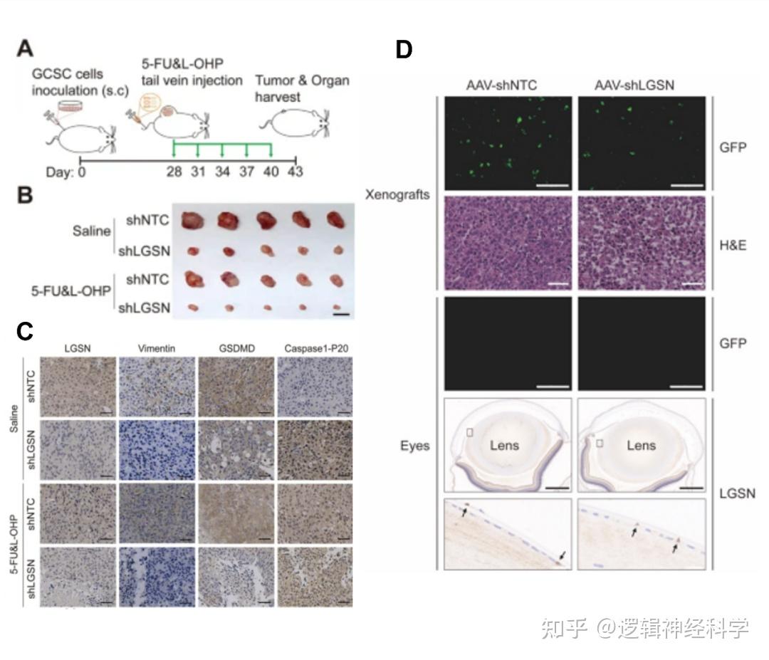 Mirxes觅瑞联合晶泰科技、希格生科倾力推动中国胃癌逐渐消除，构建全球首个胃癌“AI早筛+精准治疗”闭环体系