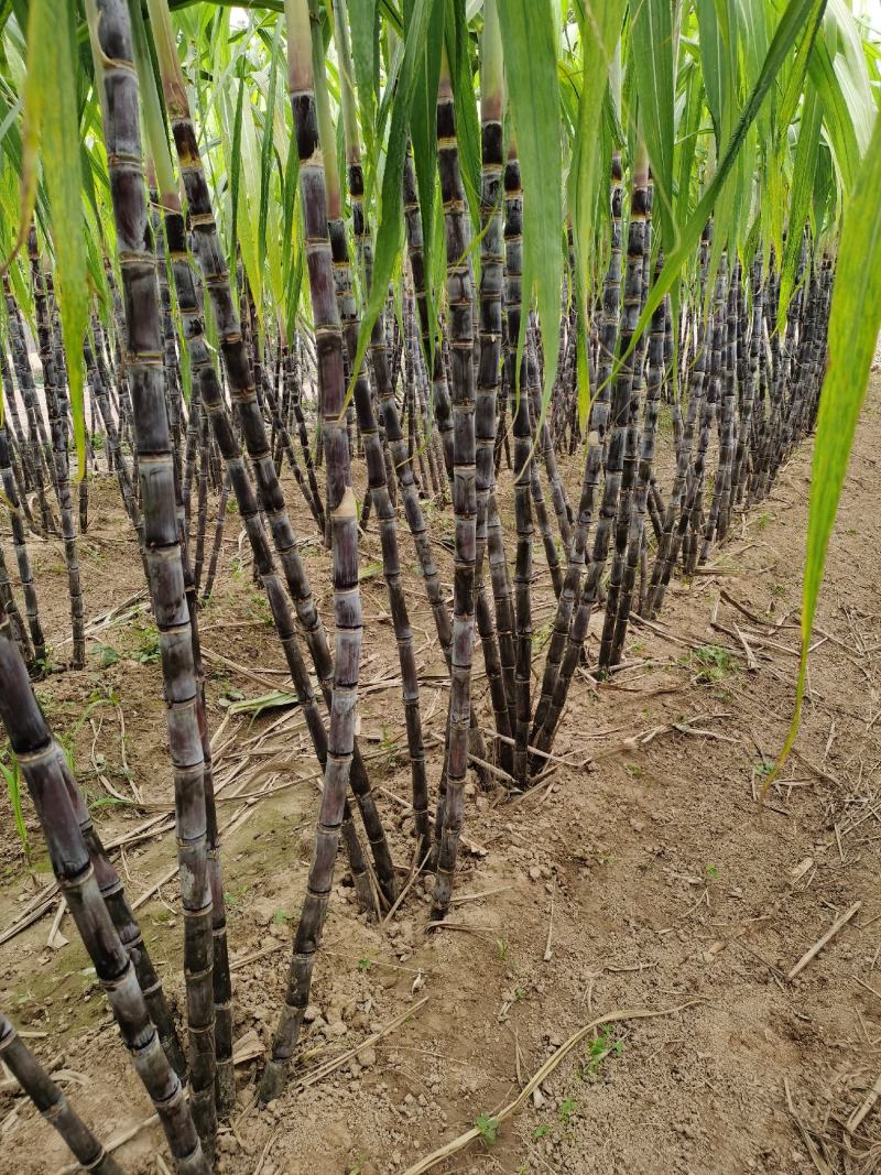 我国科研团队把甘蔗属基因组“天书”变成育种“说明书”