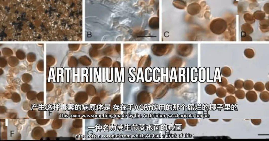 我国科研团队把甘蔗属基因组“天书”变成育种“说明书”