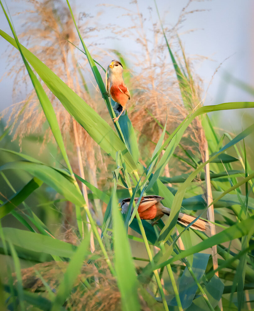 立方风控鸟·晚报（2月6日）