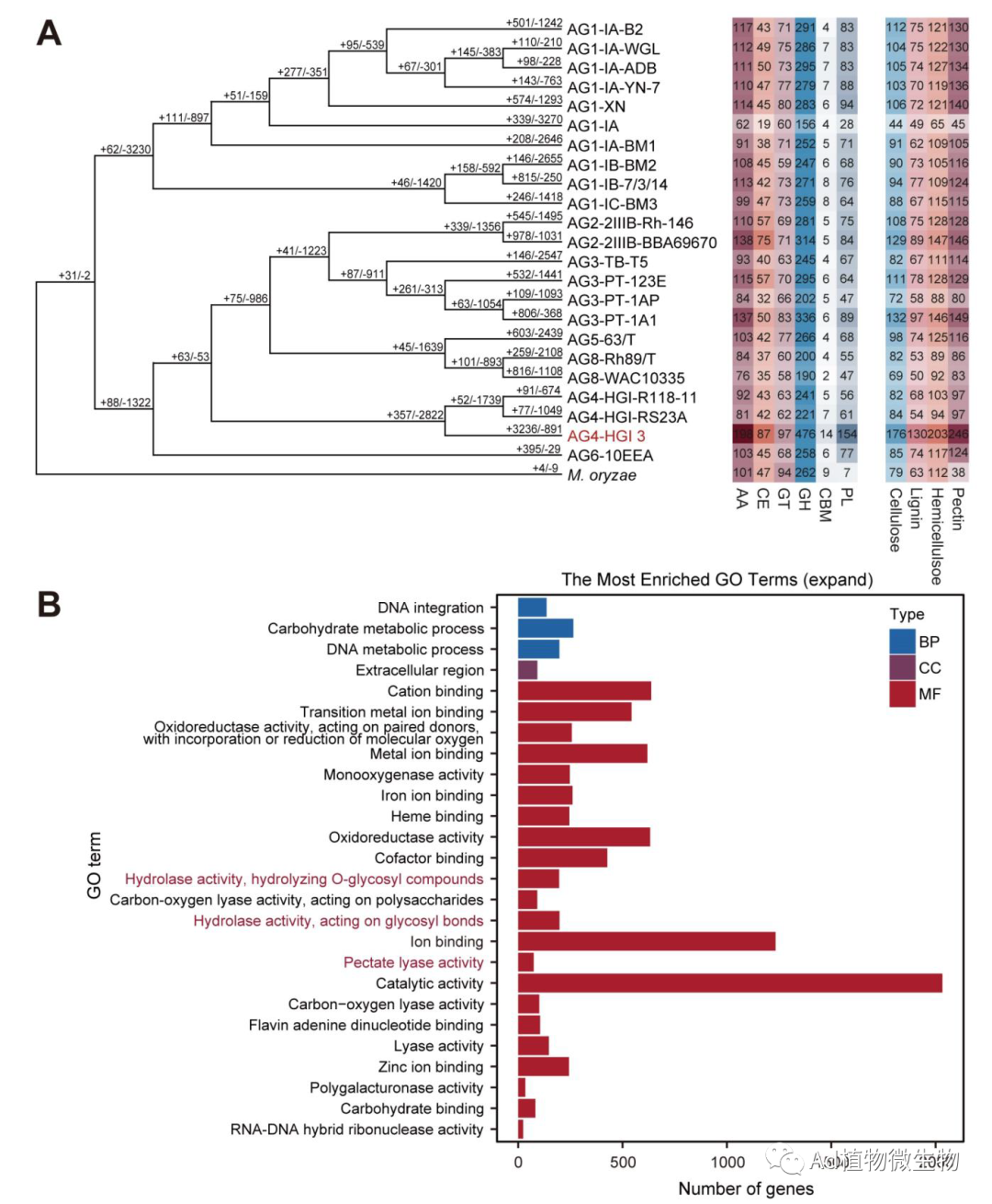 病原菌入侵植物能“自救”?中国科研人员发现菌植协同抗病机制