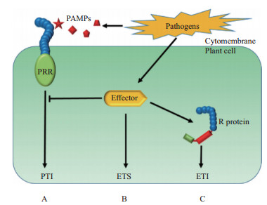 病原菌入侵植物能“自救”?中国科研人员发现菌植协同抗病机制