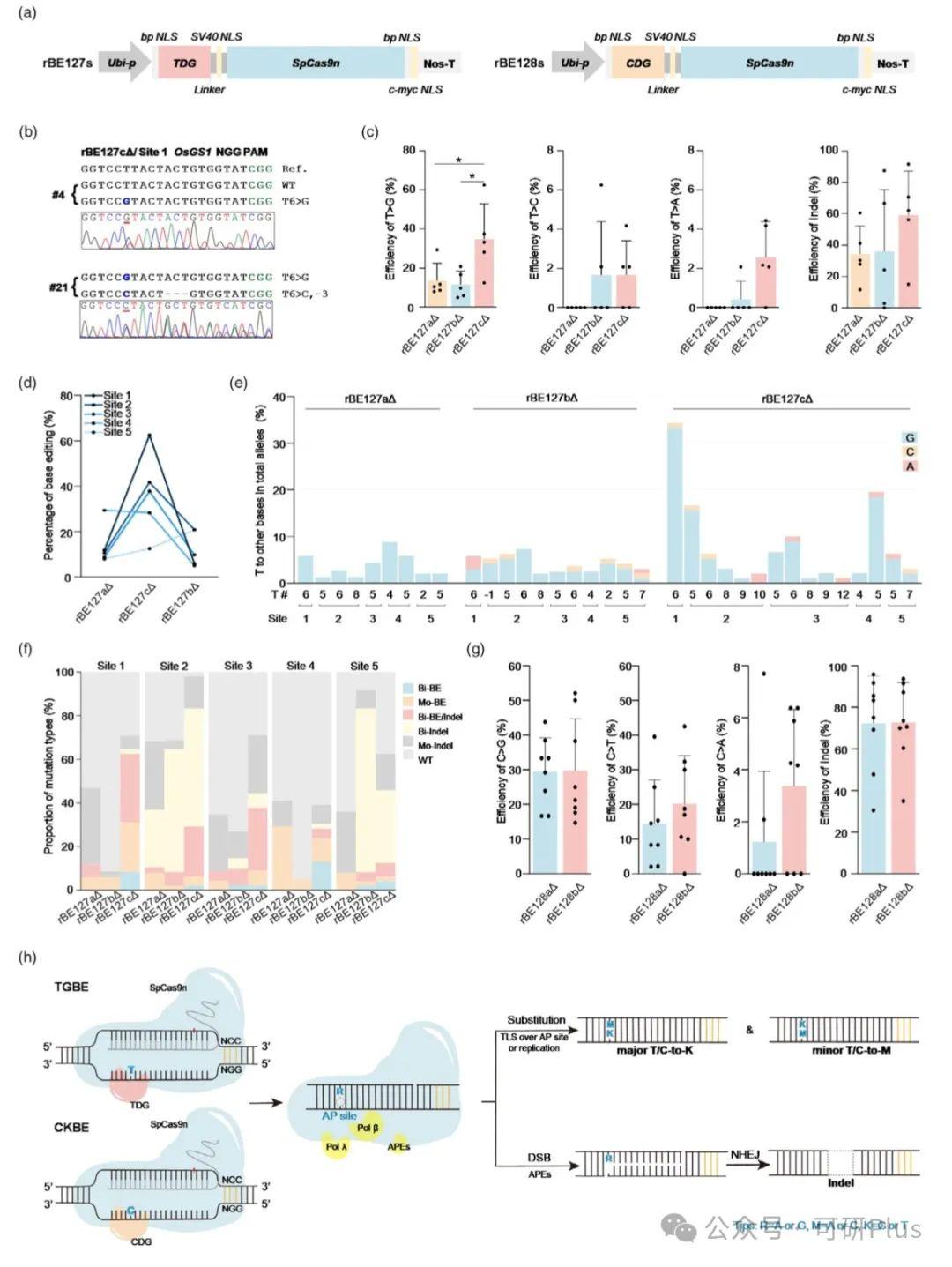 中国科研人员开发新型碱基编辑系统助水稻精准改良