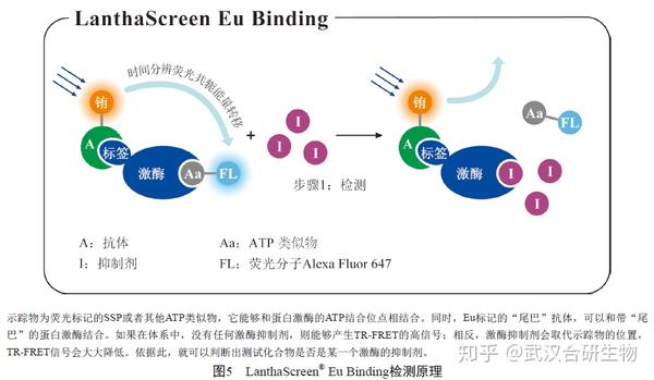 海思科公布国际专利申请：“一种配体-蛋白降解剂偶联物及其在医药上的应用”