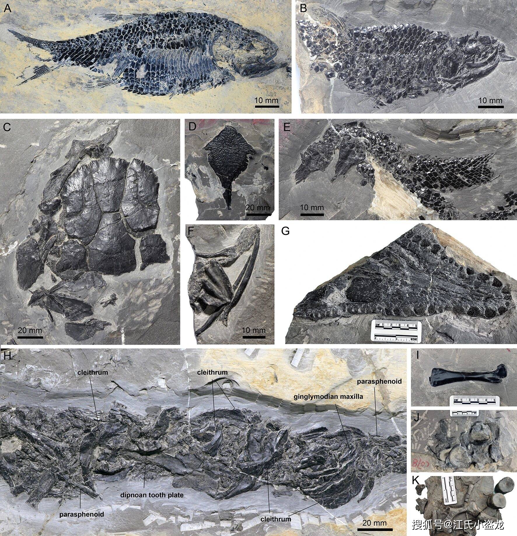 罗马尼亚发现新鸭嘴龙类恐龙物种化石
