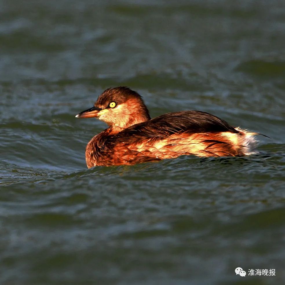立方风控鸟·晚报（3月26日）