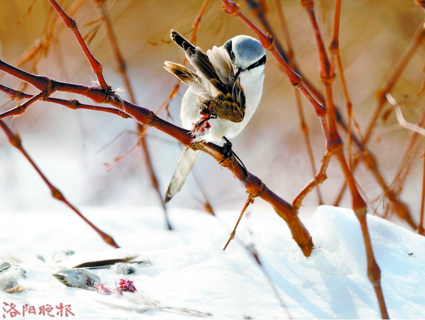 立方风控鸟·晚报（3月26日）