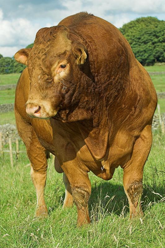 “牛基”沉浮录：穿越牛熊者寥寥 价值为锚者长青