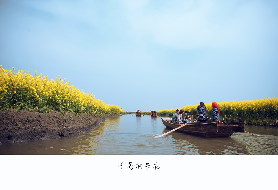 科学圆桌会丨农业科学家“揭秘”：怎么给油菜花“绘”出80种色彩