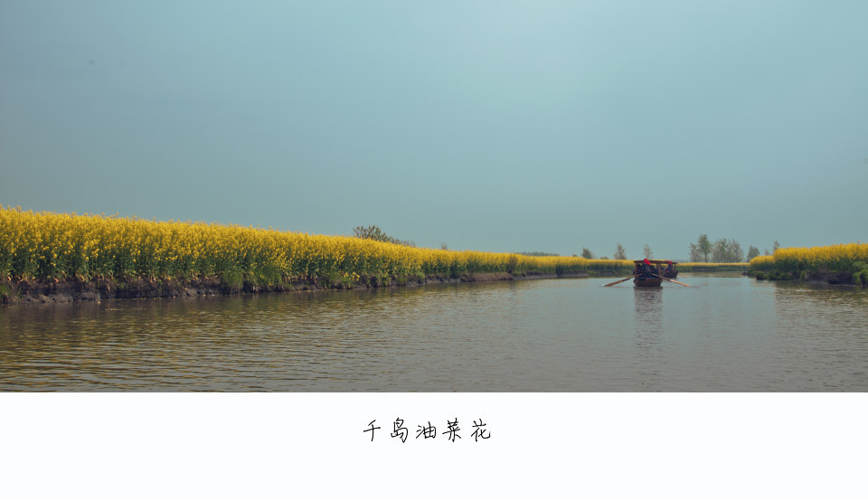 科学圆桌会丨农业科学家“揭秘”：怎么给油菜花“绘”出80种色彩