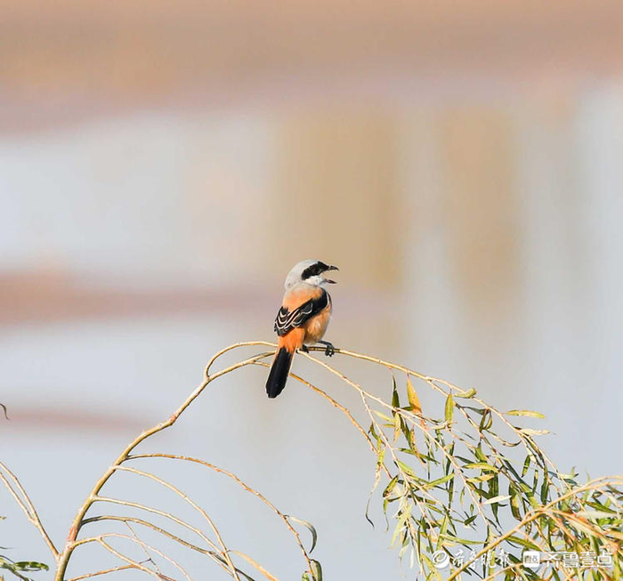 立方风控鸟·晚报（4月22日）