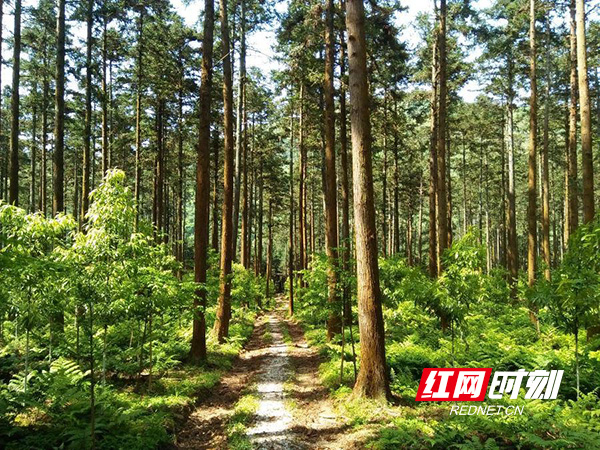 卡奥斯以能碳管理助力产业绿色升级